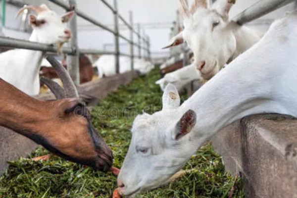 新手养羊注意事项,选择品种需谨慎