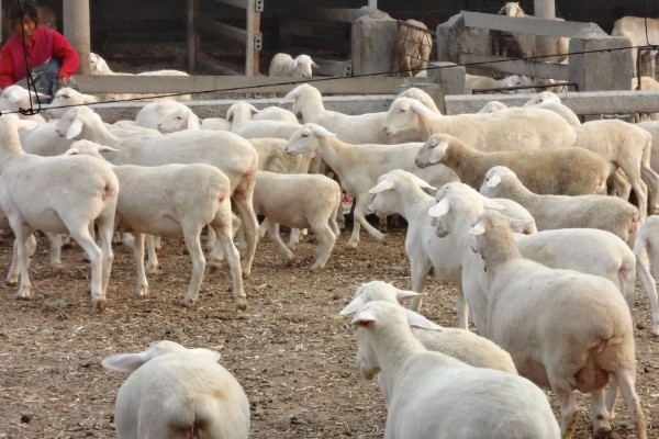 新手养羊注意事项,选择品种需谨慎