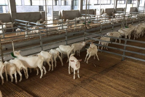 新手养羊注意事项,选择品种需谨慎