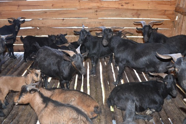 新手养羊注意事项,选择品种需谨慎