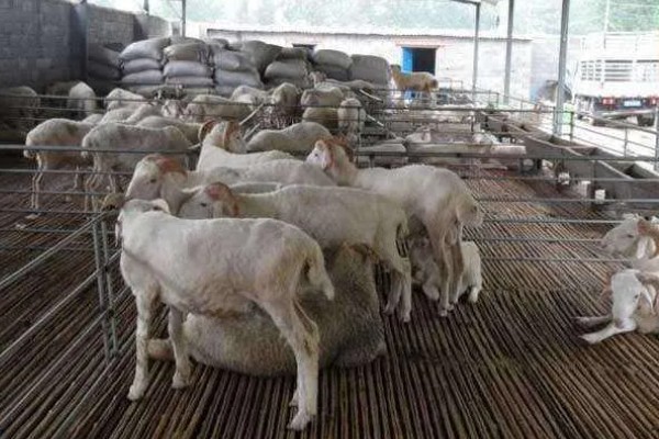 新手养羊注意事项,选择品种需谨慎