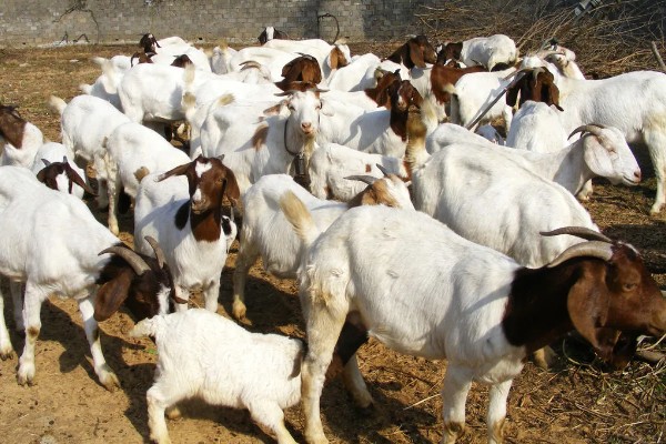 新手养羊注意事项,选择品种需谨慎