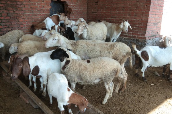 新手养羊注意事项,选择品种需谨慎