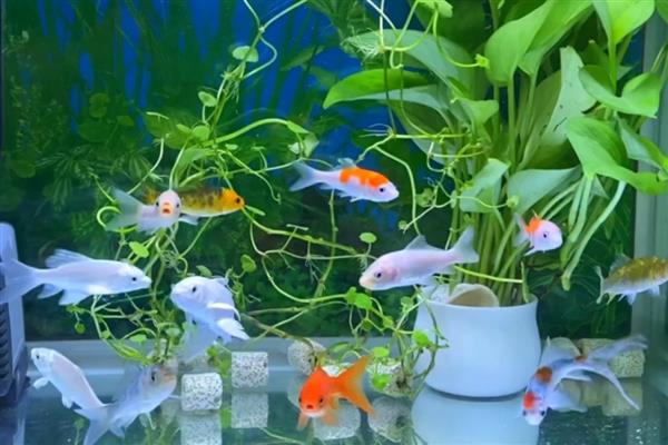 锦鲤怎么养水，养水需要先困水