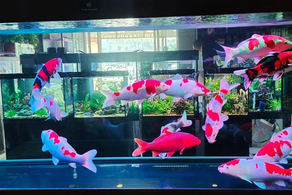 锦鲤怎么养水，养水需要先困水