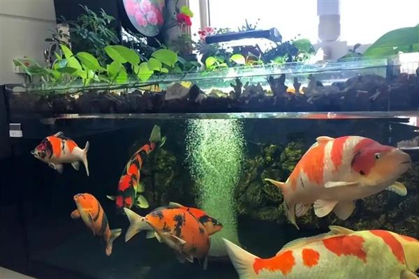 锦鲤怎么养水，养水需要先困水