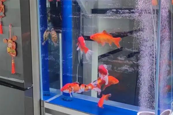 锦鲤怎么养水，养水需要先困水