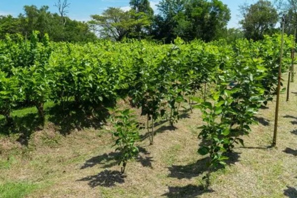 桑树和桑葚树的区别,经济价值不同