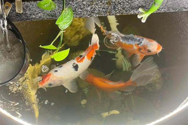 锦鲤怎么养水，养水需要先困水