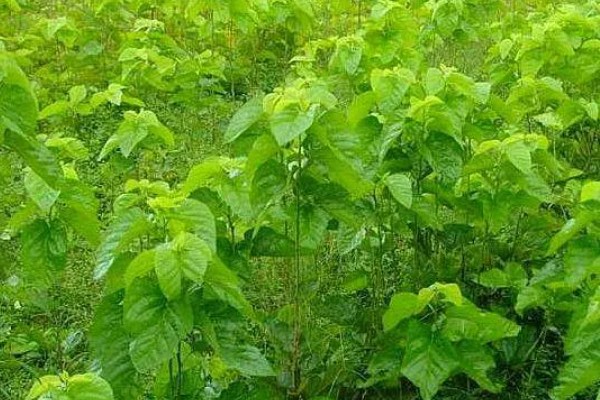 桑树和桑葚树的区别,经济价值不同