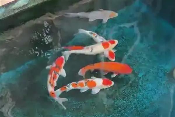 锦鲤怎么养水，养水需要先困水
