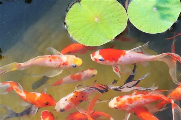 锦鲤怎么养水，养水需要先困水