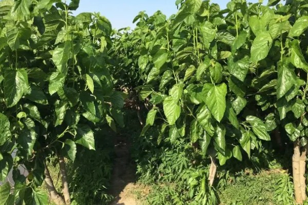 桑树和桑葚树的区别,经济价值不同