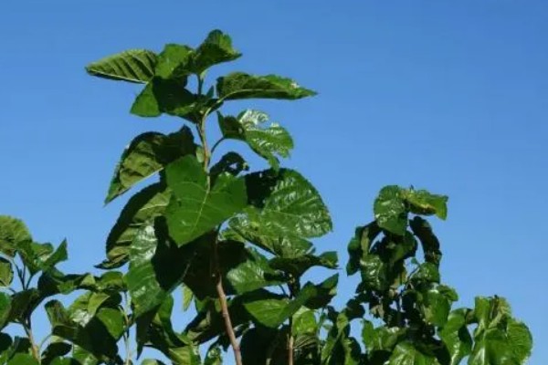 桑树和桑葚树的区别,经济价值不同