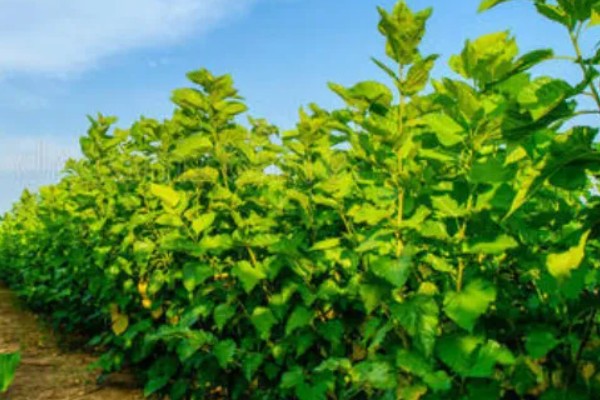 桑树和桑葚树的区别,经济价值不同