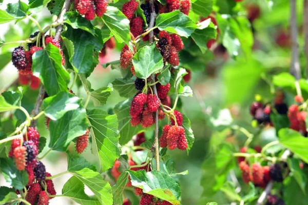 桑树和桑葚树的区别,经济价值不同