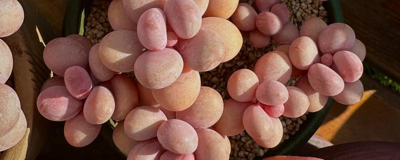 让桃蛋变红的方式，一定要保证充足的光照