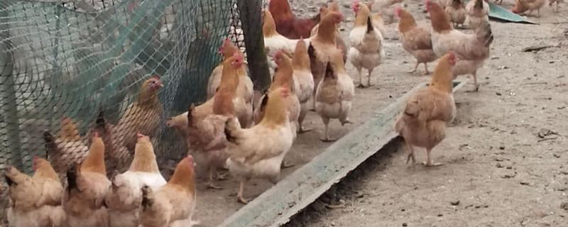 江汉鸡有什么优点，适应性强养殖难度低