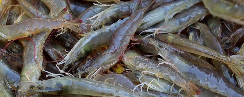 怎么养殖对虾，放苗后的半个月每天投喂4次