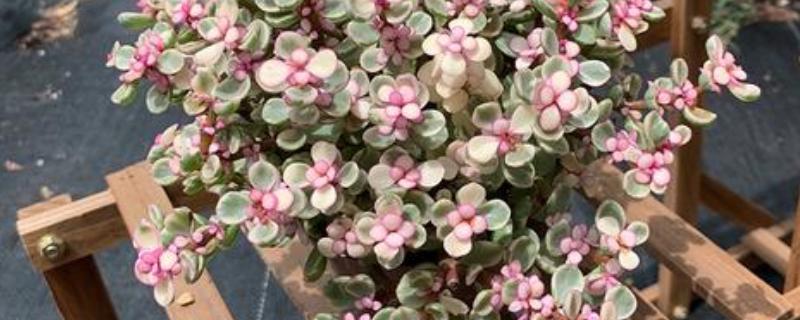 雅乐之舞掉叶如何处理，光照过强时需遮阴防晒