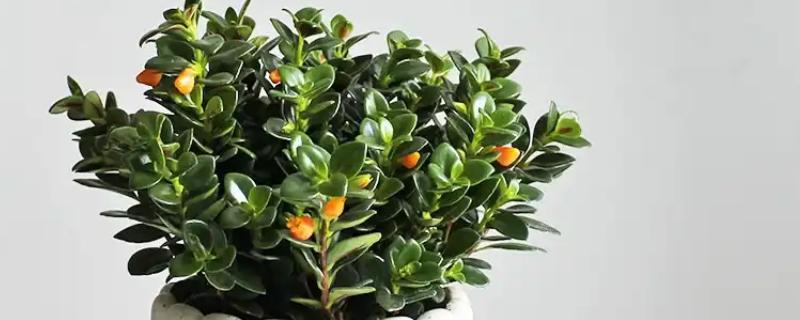 金鱼草的移栽方法,取出植株修剪根系并消毒后再换土重栽