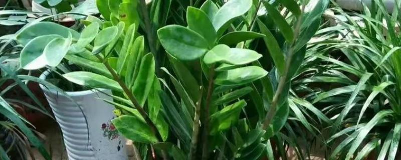 金钱树如何换盆,回填土时建议用湿土回填