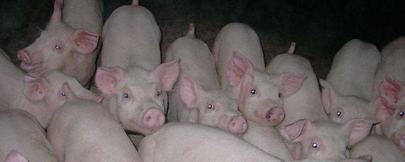 怎么预防仔猪黄痢，可连续3天饲喂抗菌药