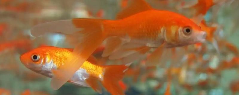 观赏鱼为何不吃东西，低温、水质差、溶氧不够都会造成
