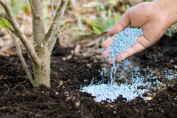 钾肥有什么用,可以促进碳水化合物和氮的代谢