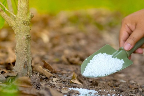 钾肥有什么用,可以促进碳水化合物和氮的代谢