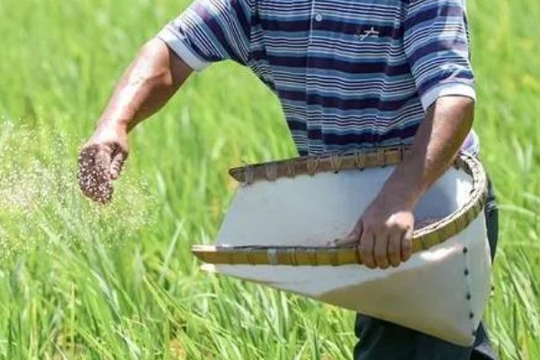 钾肥有什么用,可以促进碳水化合物和氮的代谢