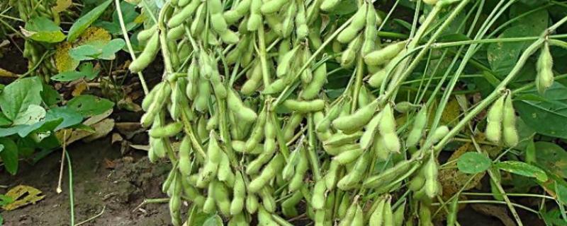 早毛豆怎么种植，初花期要摘心打顶