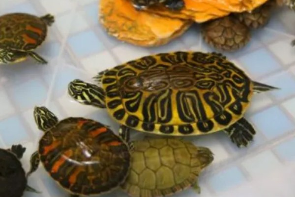 火焰龟吃小鱼吗,火焰龟吃小鱼