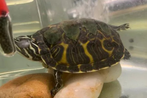 火焰龟吃小鱼吗,火焰龟吃小鱼