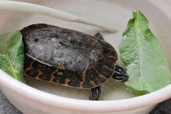 火焰龟吃小鱼吗,火焰龟吃小鱼