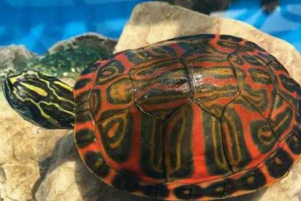 火焰龟吃小鱼吗,火焰龟吃小鱼