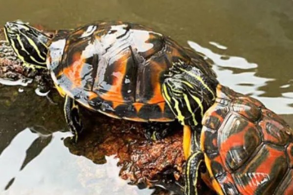 火焰龟吃小鱼吗,火焰龟吃小鱼