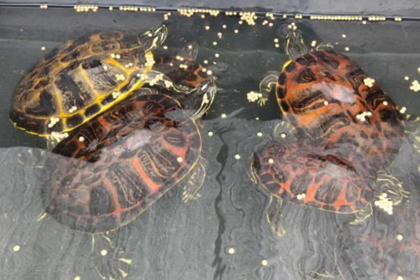 火焰龟吃小鱼吗,火焰龟吃小鱼