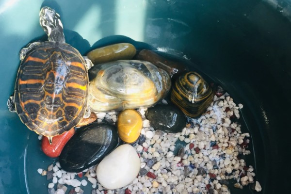 火焰龟吃小鱼吗,火焰龟吃小鱼