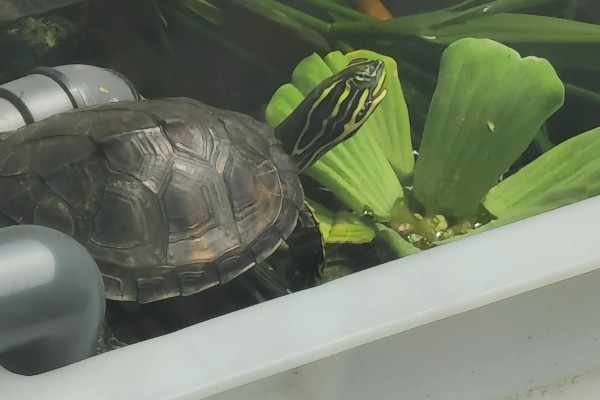 火焰龟吃小鱼吗,火焰龟吃小鱼