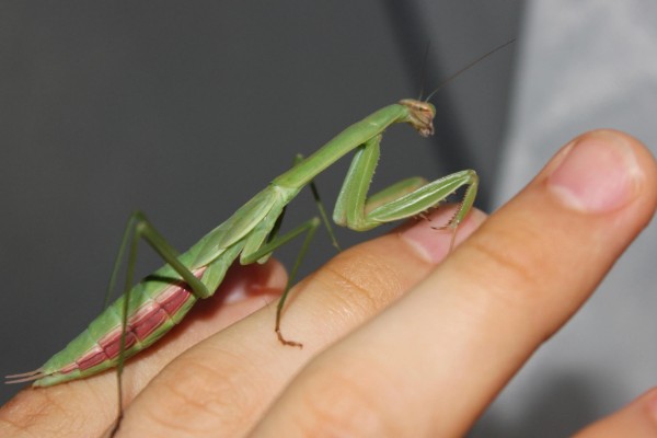 螳螂是害虫还是益虫，螳螂属于益虫