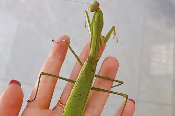 螳螂是害虫还是益虫，螳螂属于益虫