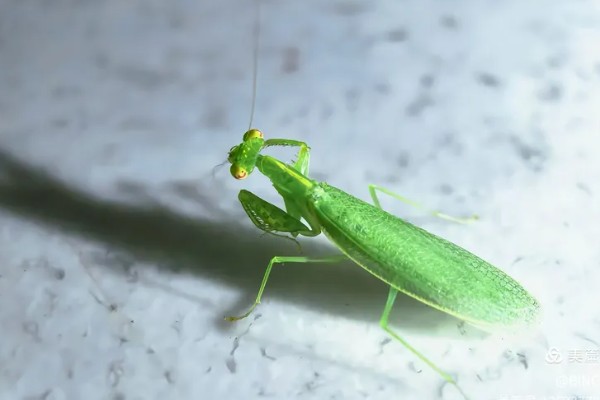 螳螂是害虫还是益虫，螳螂属于益虫