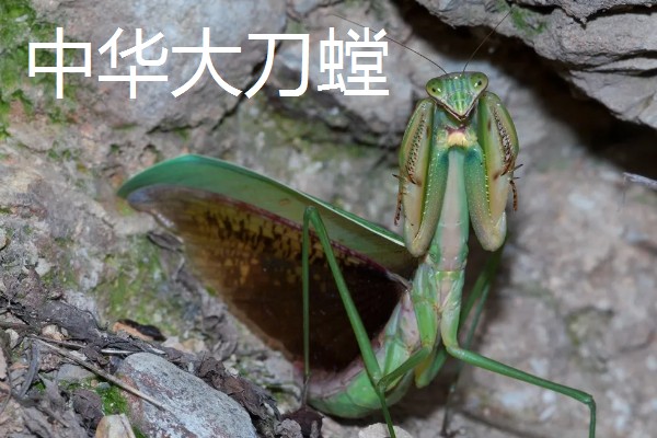 螳螂是害虫还是益虫，螳螂属于益虫