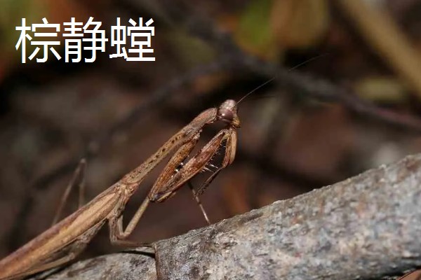 螳螂是害虫还是益虫，螳螂属于益虫