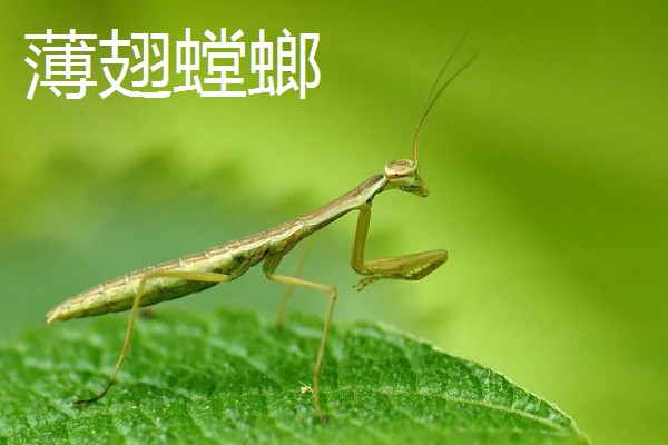 螳螂是害虫还是益虫，螳螂属于益虫