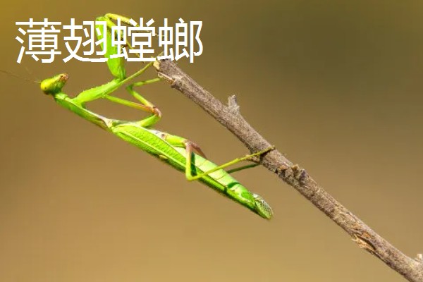 螳螂是害虫还是益虫，螳螂属于益虫