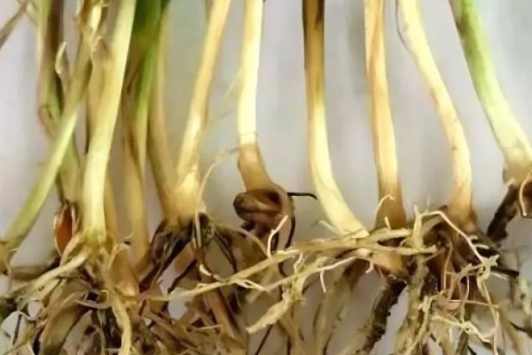 小麦根腐病的危害特征，会导致根系腐烂、死亡