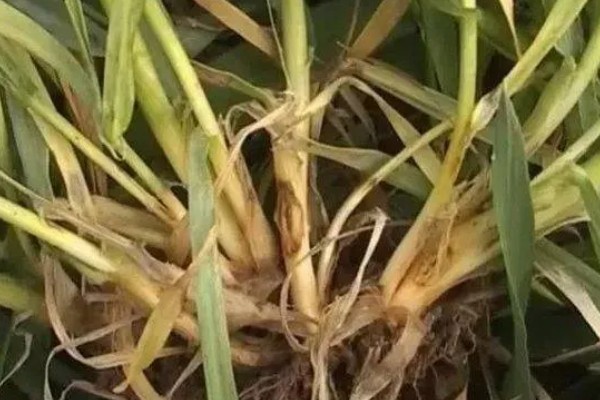 小麦根腐病的危害特征，会导致根系腐烂、死亡