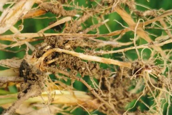 小麦根腐病的危害特征，会导致根系腐烂、死亡